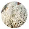 Extrait-de-lichen