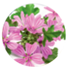 Extrait-de-mauve​